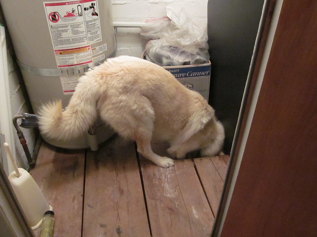 big dog searching for something near the water heater tank